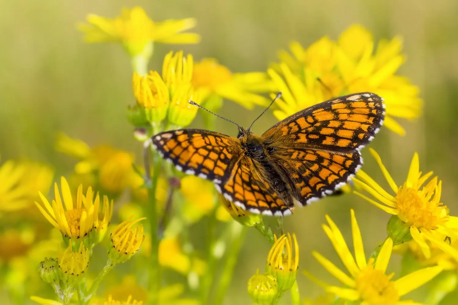 Schmetterling in einer gelben Blume