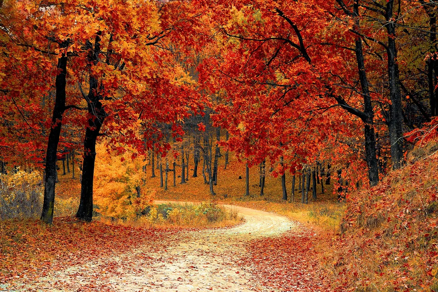 Herbstbäume in einem Wald